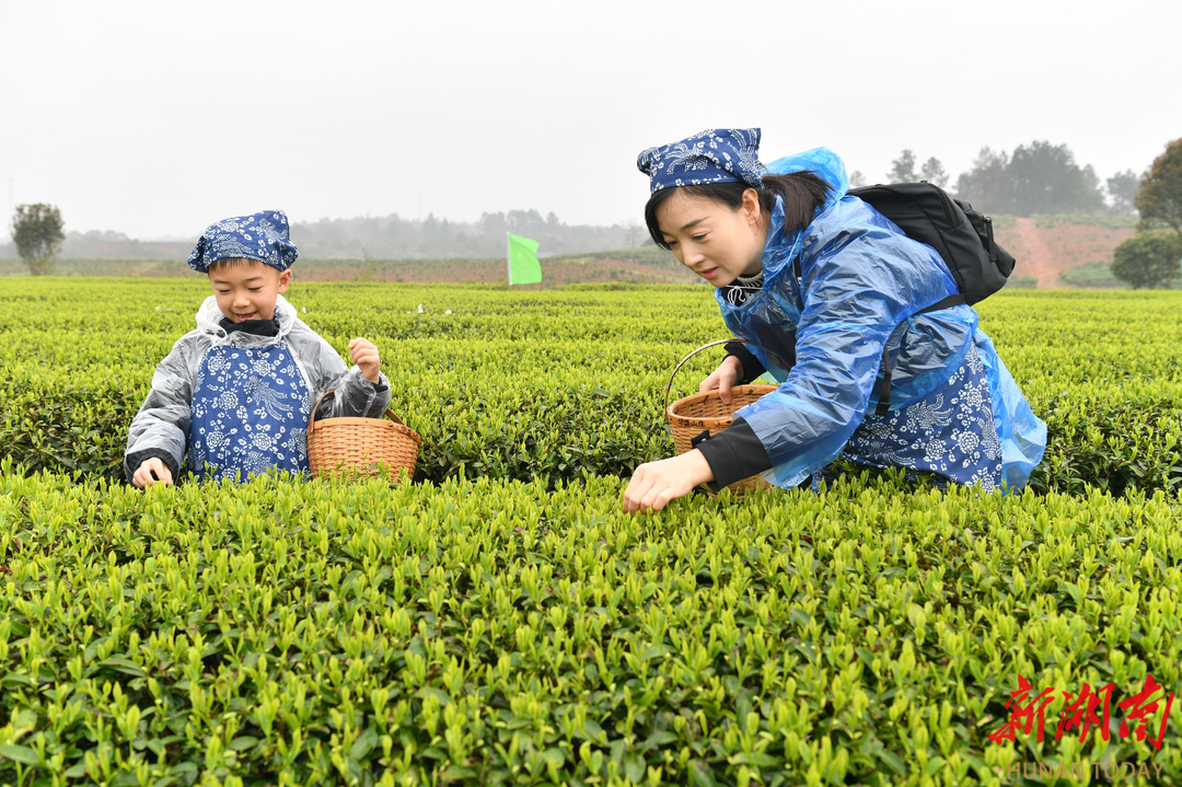 采茶正当时 浏阳淳口华盛山庄采摘2026年头茬新茶