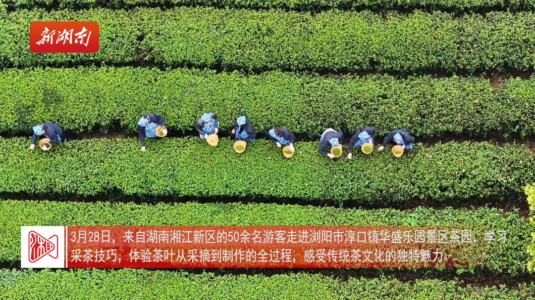 踏青采茶 开启春日惬意之旅