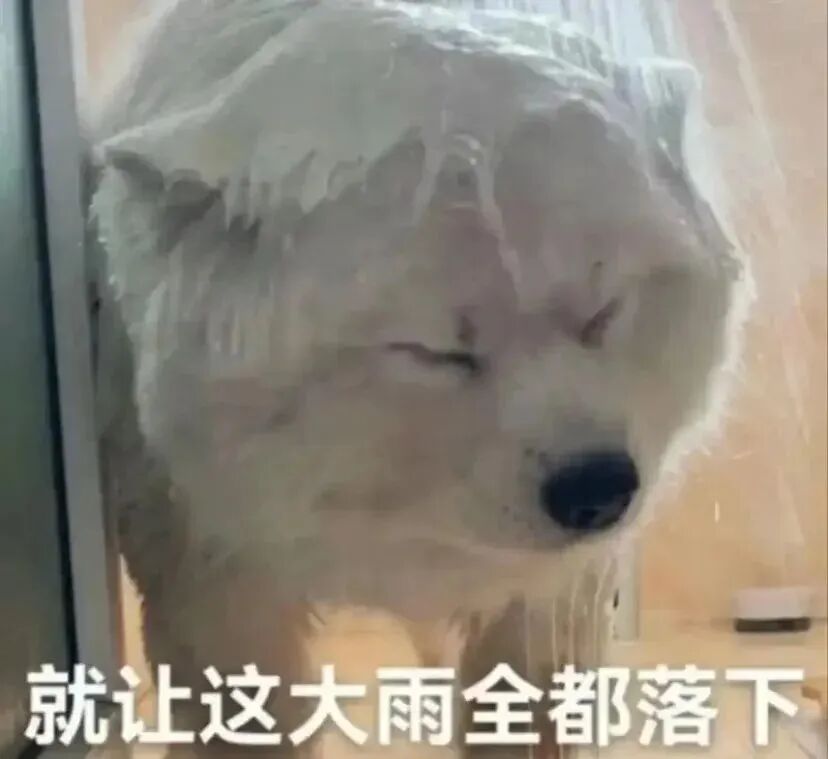 萨摩耶被雨淋湿一脸无奈，配文“就让这大雨全都落下” 下雨表情包 | 雨像杉菜离开道明寺那天一样大表情包图片gif动图 - 求表情网,斗图从此不求人!