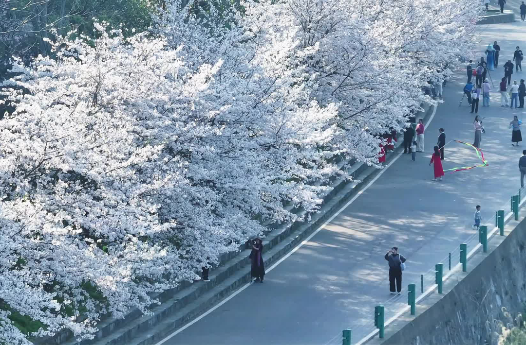这里花开正好，春正浓