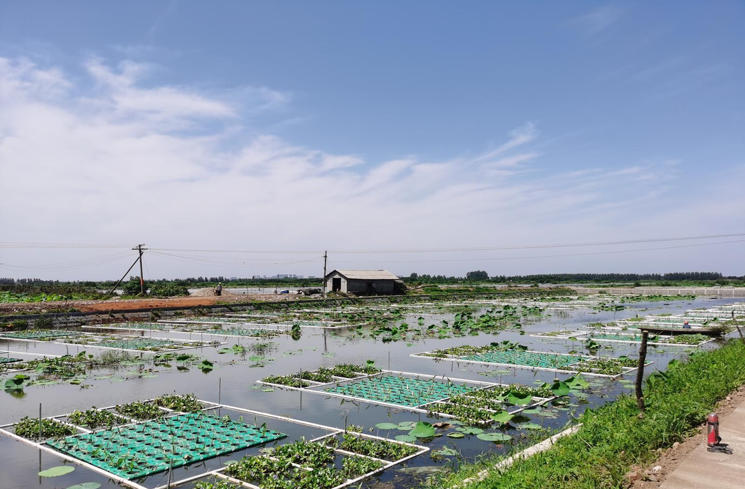 精准治污护碧波 生态养殖促振兴——常德市水产养殖池塘尾水治理成效显著