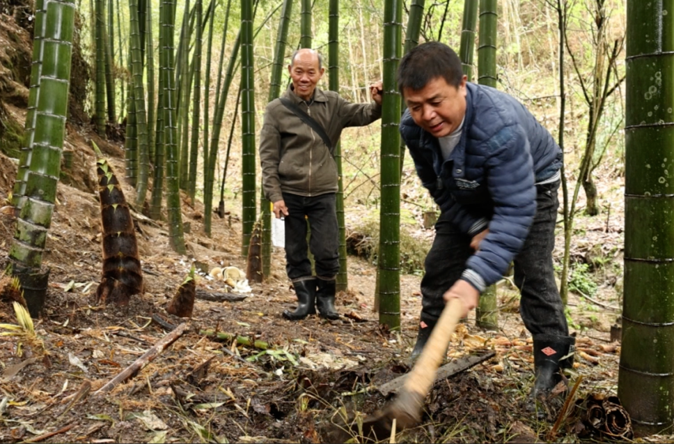 桂东有味丨沤江南华村：万亩竹林寻“鲜”味 产业链上话丰收