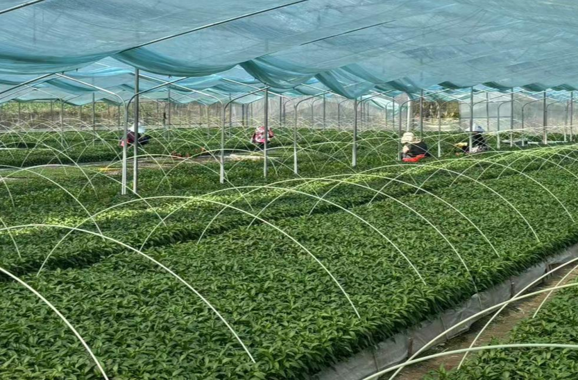 湘西州农业特色产业服务中心技术下沉助春耕