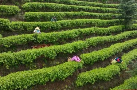 开局八好 乘势而上丨宜章县关溪乡：高山云雾绕茶山  茶旅融合促振兴
