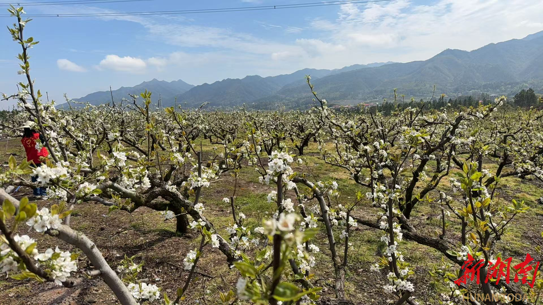 德润南桥 梨香满园——东安县南桥镇文旅融合活动续写苏湘情谊