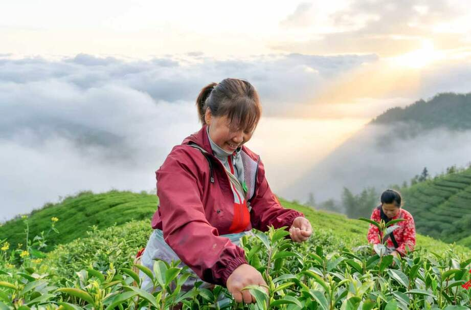 云海漫春山，会同茶农采摘忙