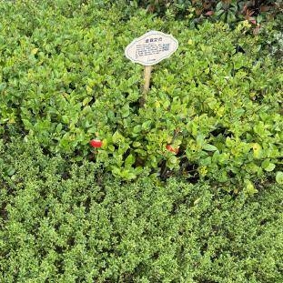 ​怀仁五调康养园270余种中药植物迎来最佳观赏季