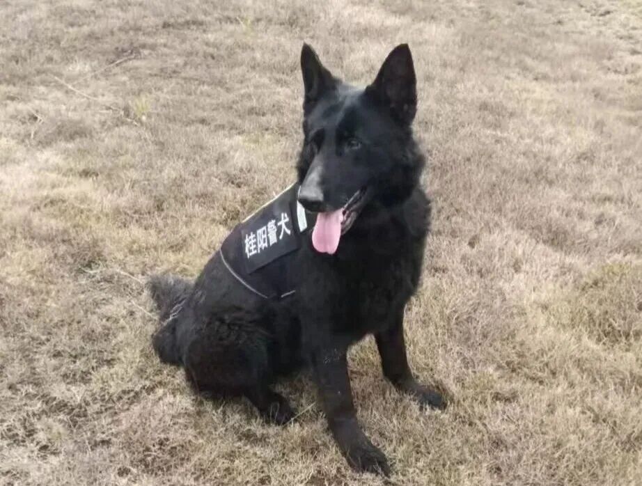 你想拥有一只警犬吗？领养机会来啦