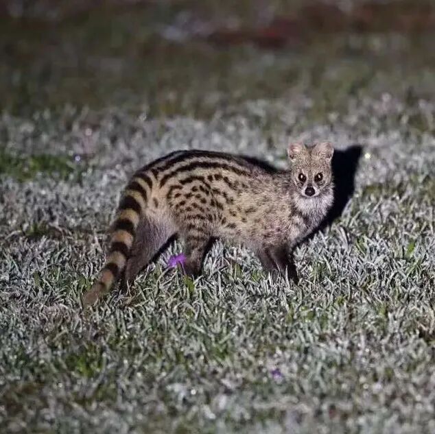 秘境新客！桂东齐云峰再添珍稀物种