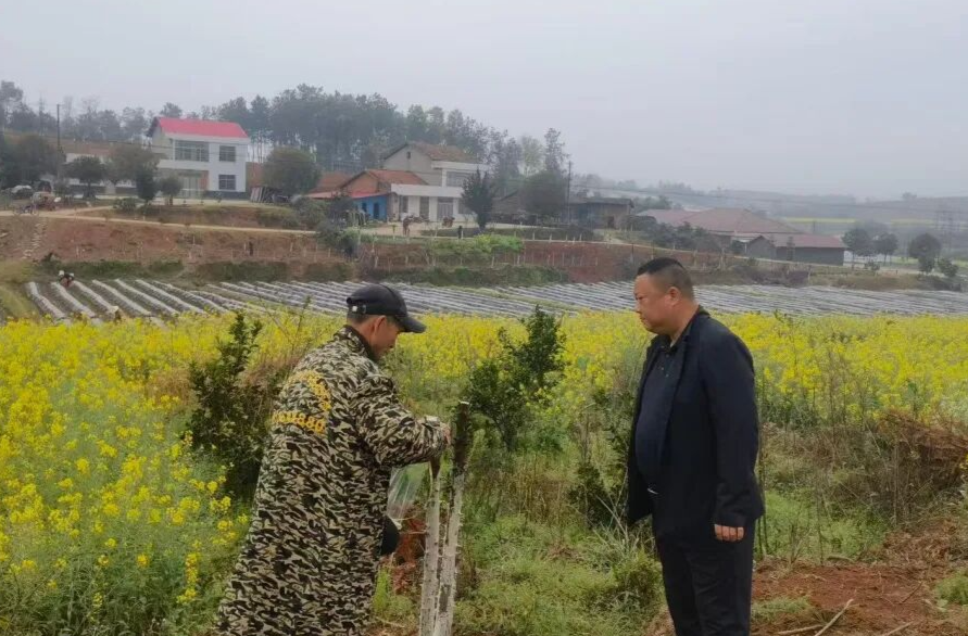 盘活“方寸地” 做活“柚”文章 临澧县掀起香水柚春种春管热潮