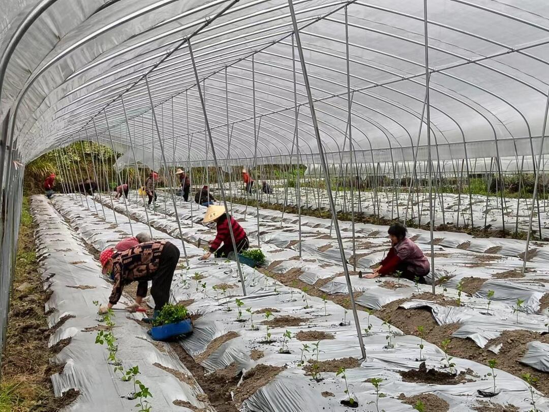 桂东新坊乡：党建引领兴产业 高山蔬菜富乡村