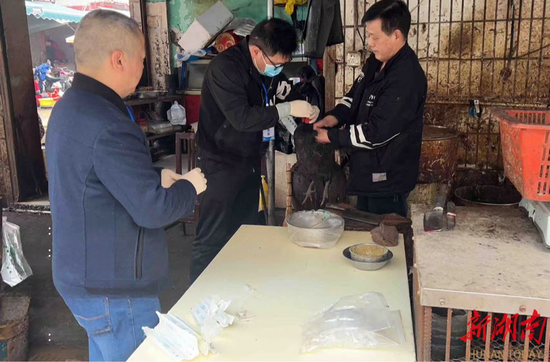 “监测+宣教”双管齐下，南县织密禽畜疫病防控网络