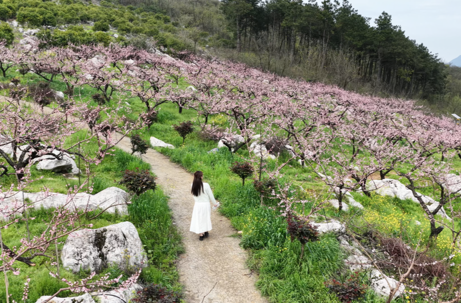 辰溪熊首山：桃花盛放引客来 乡野踏青乐趣多