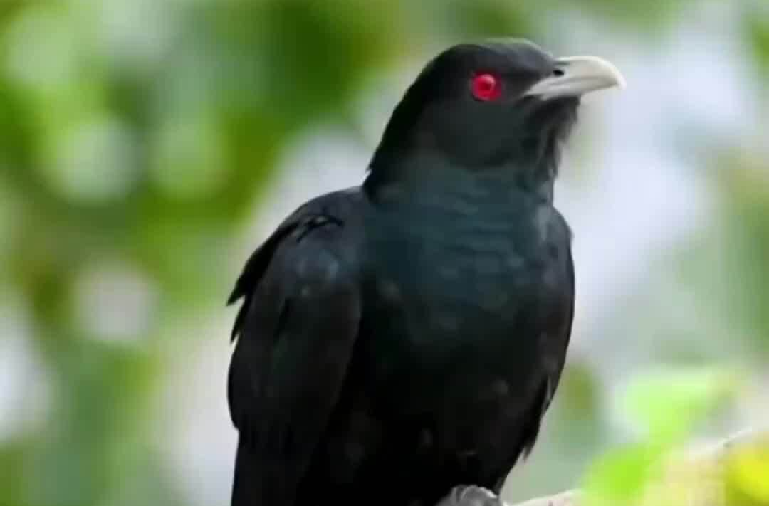 假日·寻春丨这些常听到的鸟鸣声，你能认出几种？