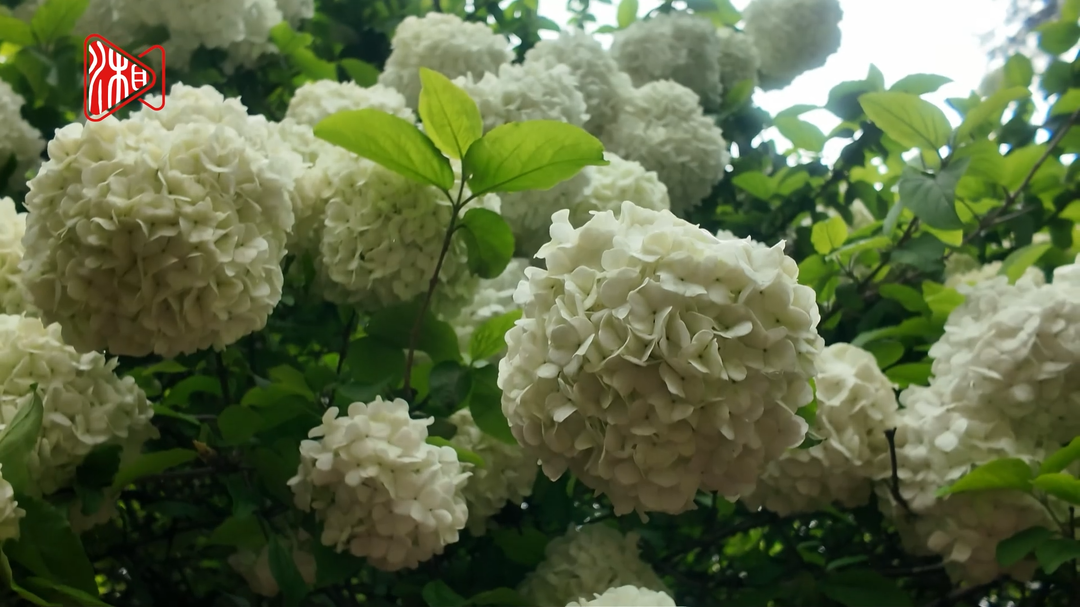 在紫凤公园,邂逅藏不住的春天