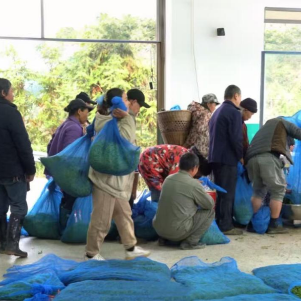 看岳阳“飞地经济”如何赋能保靖黄金茶，打造乡村振兴新样板……