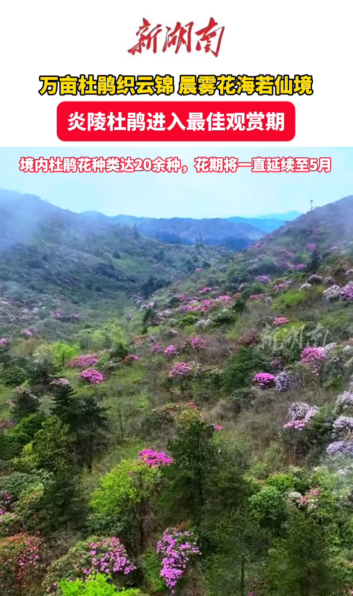 视频 | 炎陵万亩杜鹃进入最佳观赏期