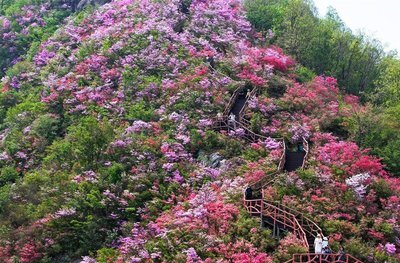 杜鹃映红长征路 初心照亮新征程——参加第四届武陵山杜鹃文化节有感