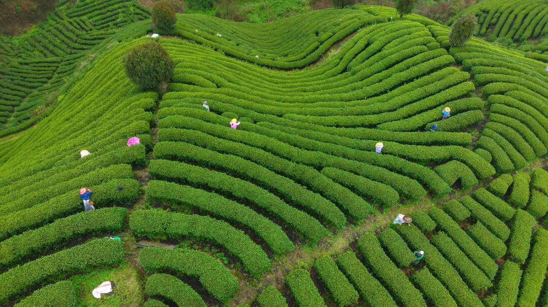 图片新闻 | 百里茶香醉五溪