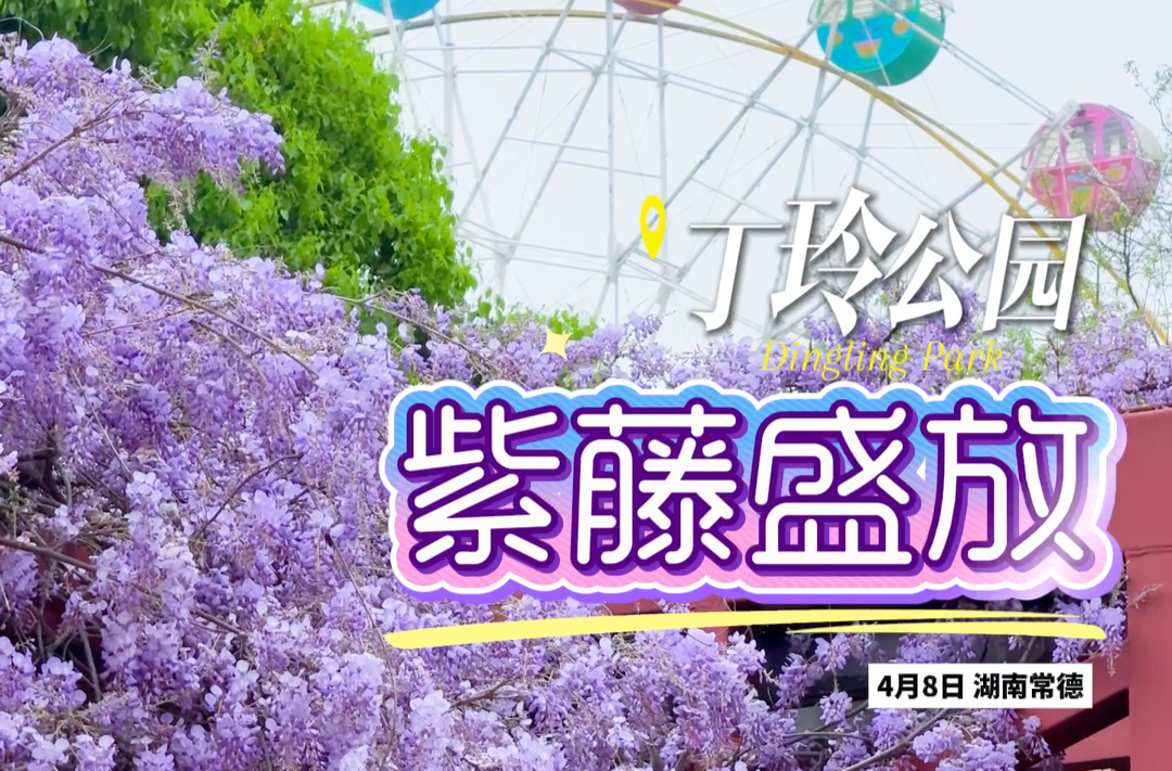 去有花的地方⑪ | 丁玲公园：紫藤缀满枝 风里都是温柔的诗