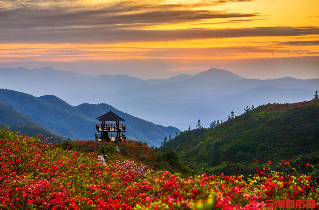 杜鹃花接棒春日赏花“顶流”！湖南进入“漫山红遍”时间