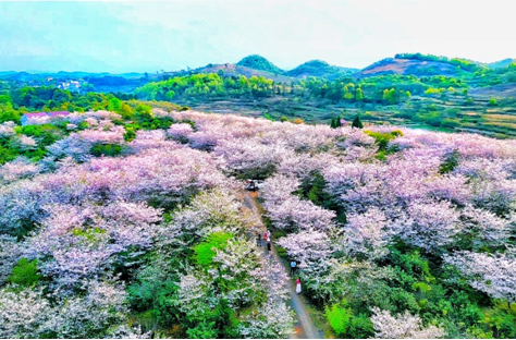 东安：樱花盛开引客来