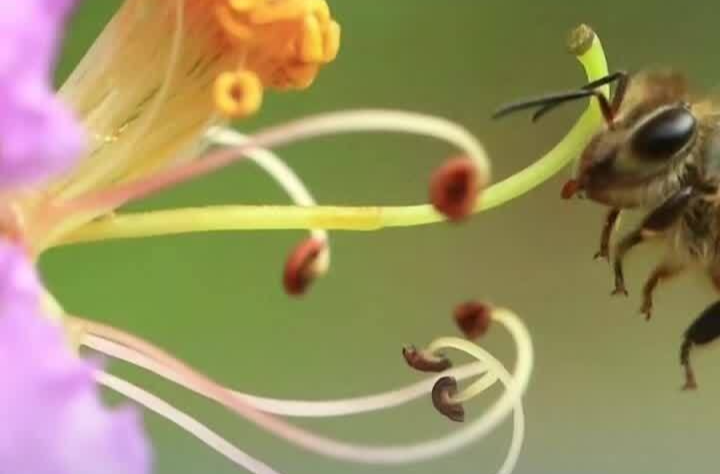 春季百花盛开蜂虫多，120提醒防范蜂蜇