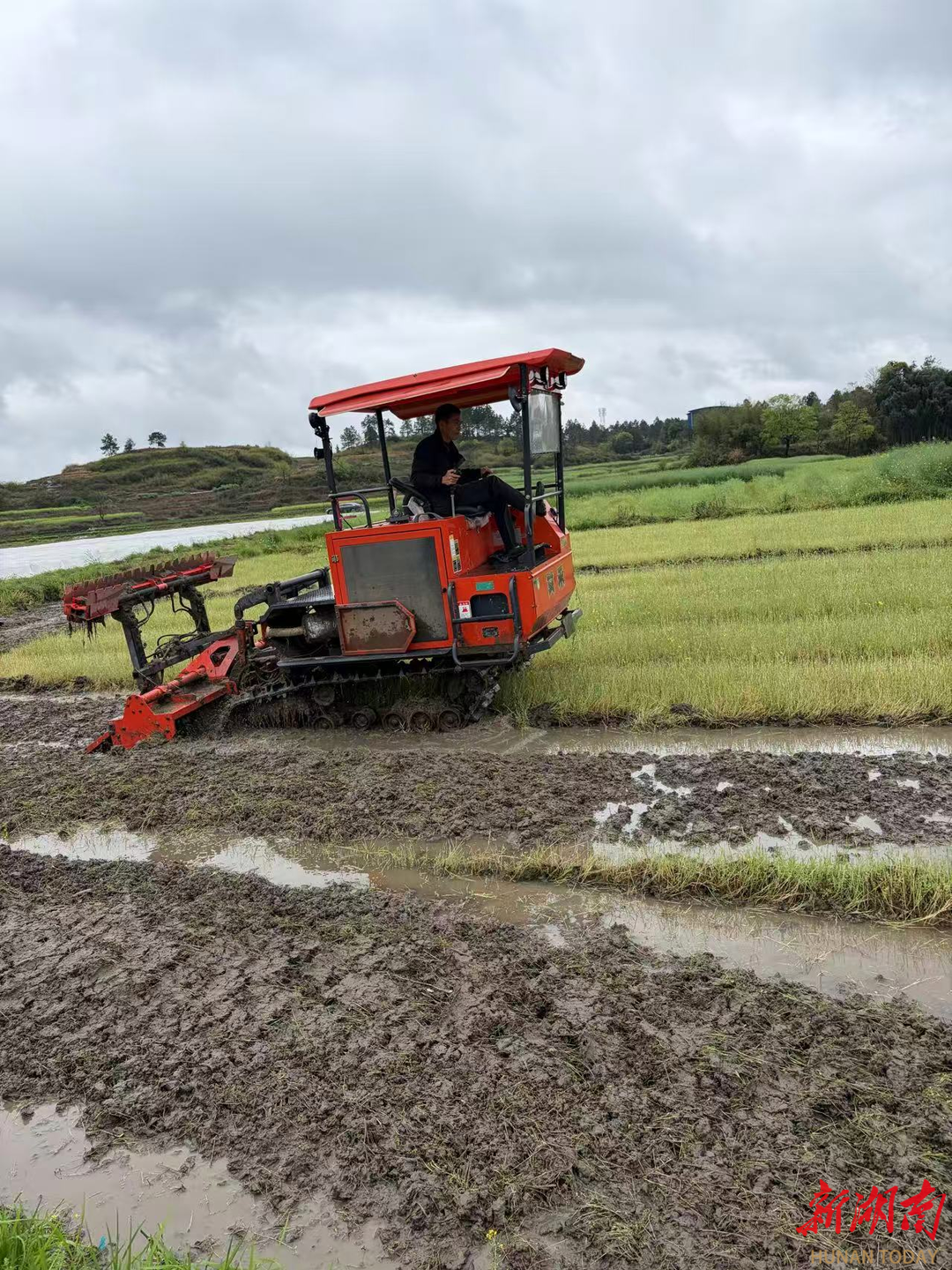 安仁县承坪乡：民兵助农服务队 助力春耕“加速度”