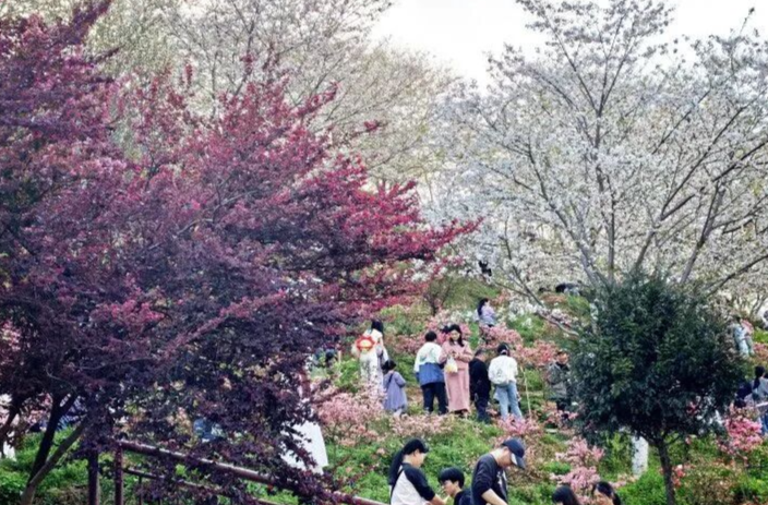 長(zhǎng)沙這一網(wǎng)紅景點(diǎn)，即將不再免費(fèi)！