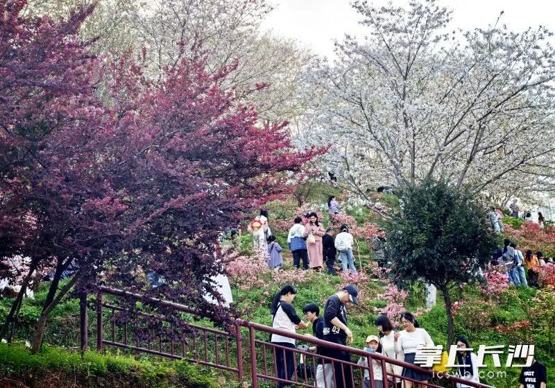 晚安樱花园已连续10年向市民免费开放。