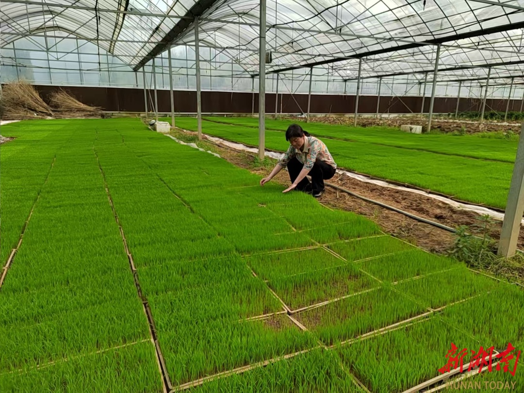 嘉禾县：田间“问诊” 筑牢春耕病虫害“防护网”