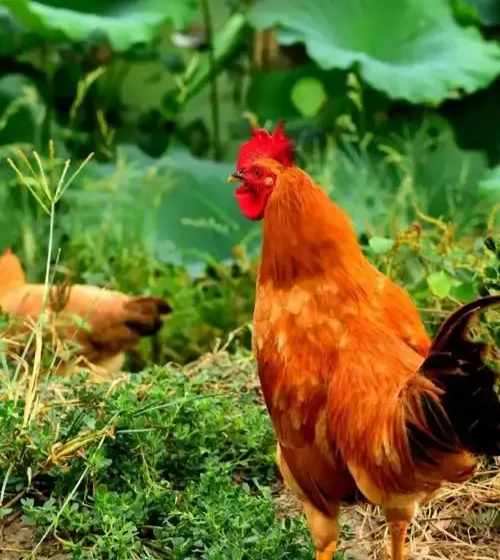 湘潭市五部门联合打击非法捕猎贩卖食用野生动物