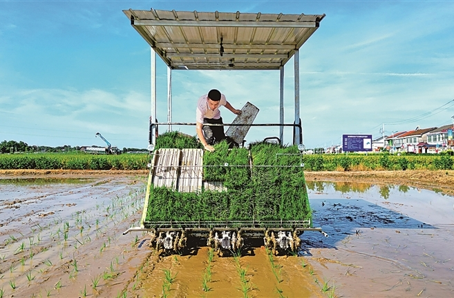 守住管好“洞庭粮仓”——湖南常德全方位夯实粮食安全根基