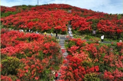 湖南这些地方，有春夏之际最盛大的杜鹃花事|花田不错⑫