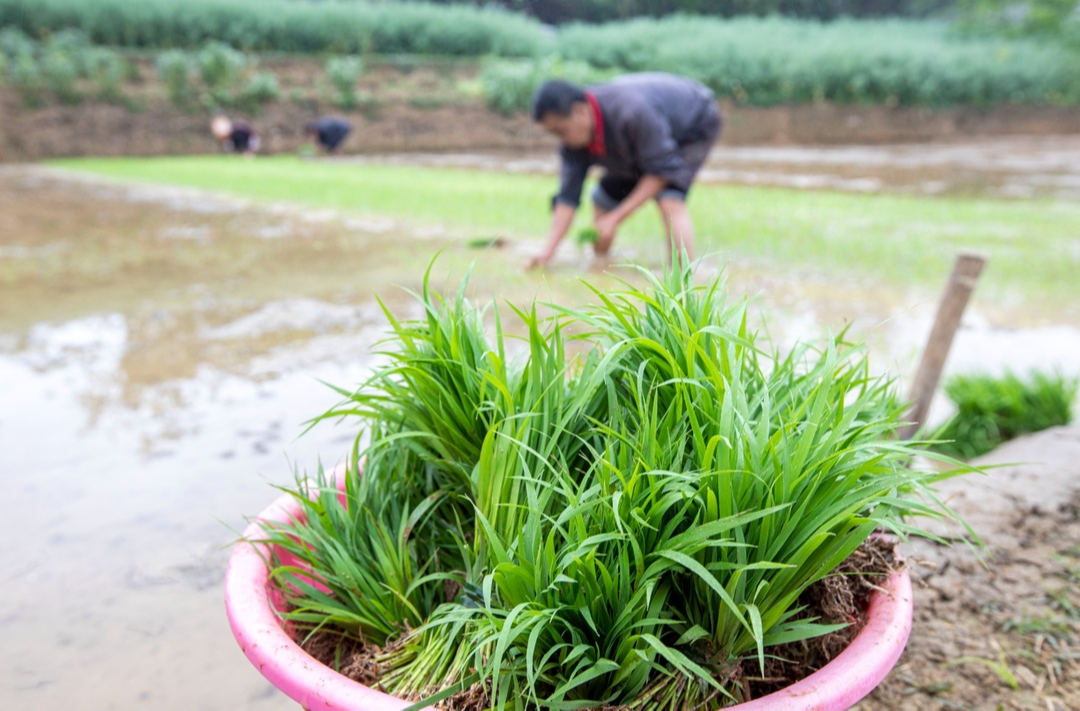 乡村振兴看湘潭丨春耕时节好 早稻移栽忙