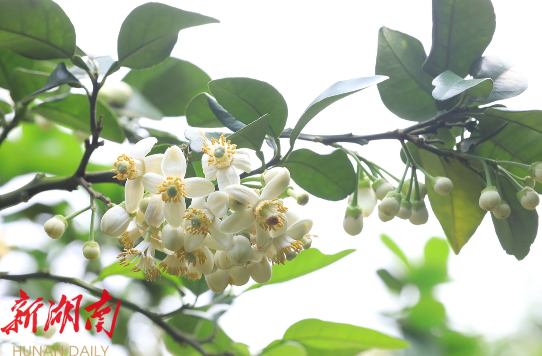 江永：柚花绽放香满岭
