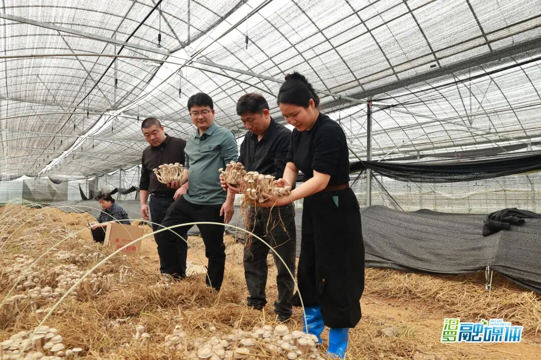 0.1元一个的废菌包，如何在汨罗“二次生金”？