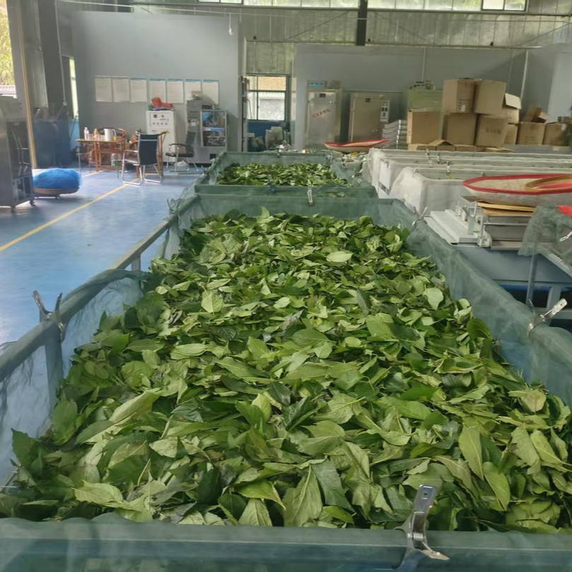当茶叶遇上杜仲，看湘西百润如何让“两片叶子”变“致富钥匙”