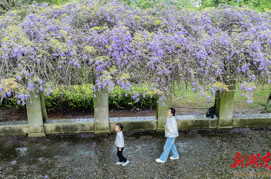 紫藤花海倾泻成瀑！长沙天心滨江公园藏着春日限定紫色浪漫