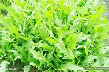 呵护小心肝 少不了这道苦菜