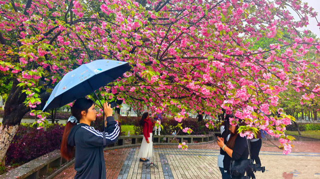 春日限定美景——怀化学院校园内樱花如期绽放