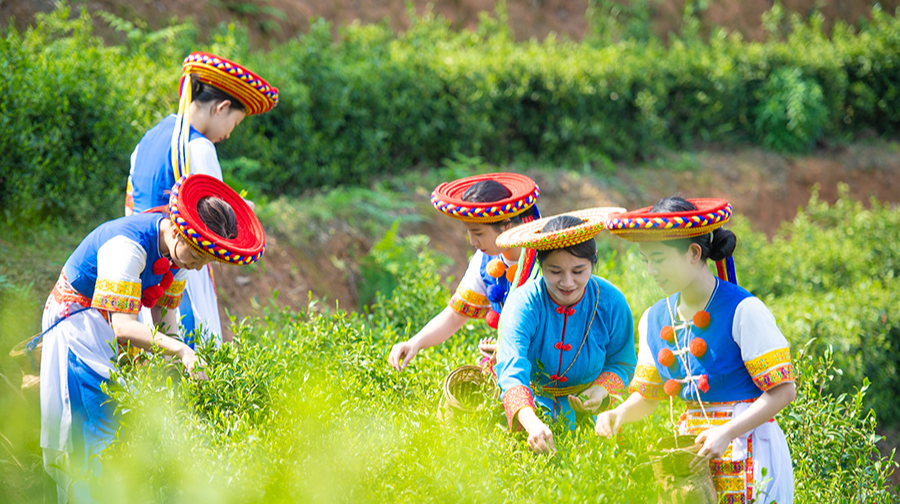 图片新闻｜瑶乡茶飘香