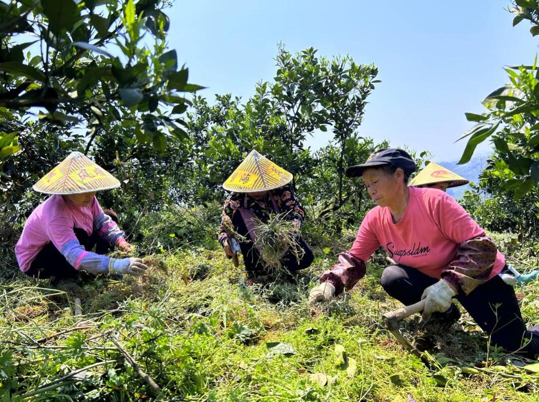 柑橘林下种麦冬，“果药双收”富农家