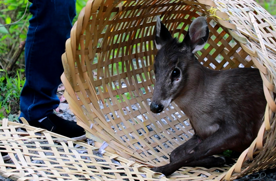 辰溪：毛冠鹿误闯农家，多方援手送返山林