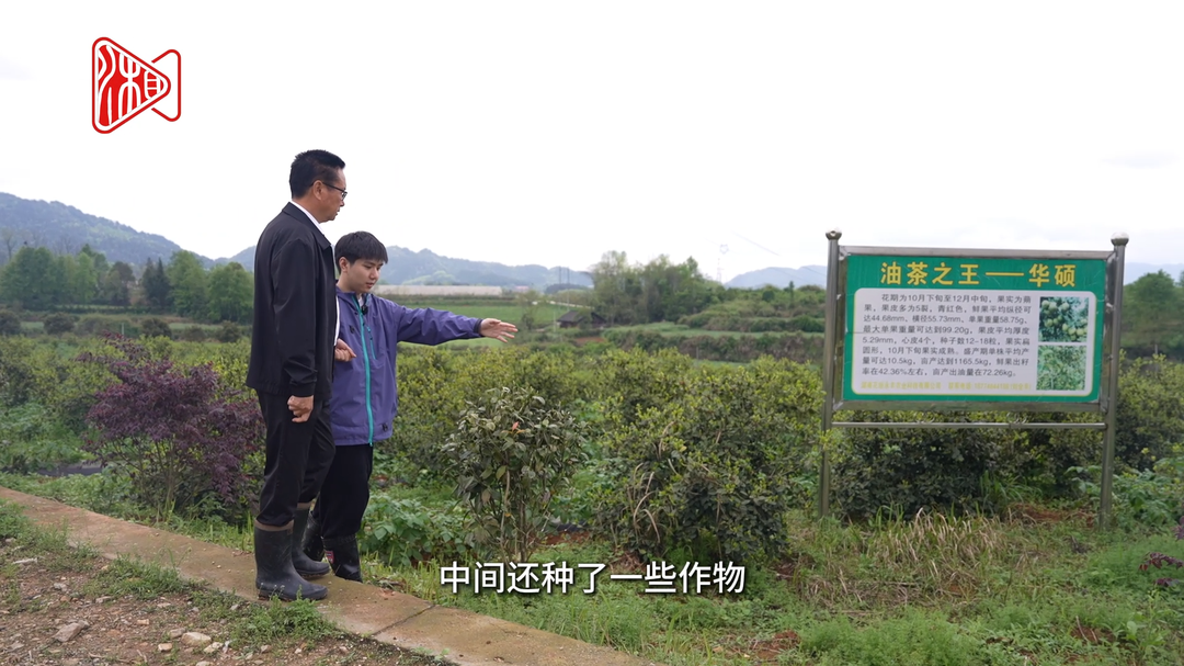 湘西探索“油茶+土豆”套种