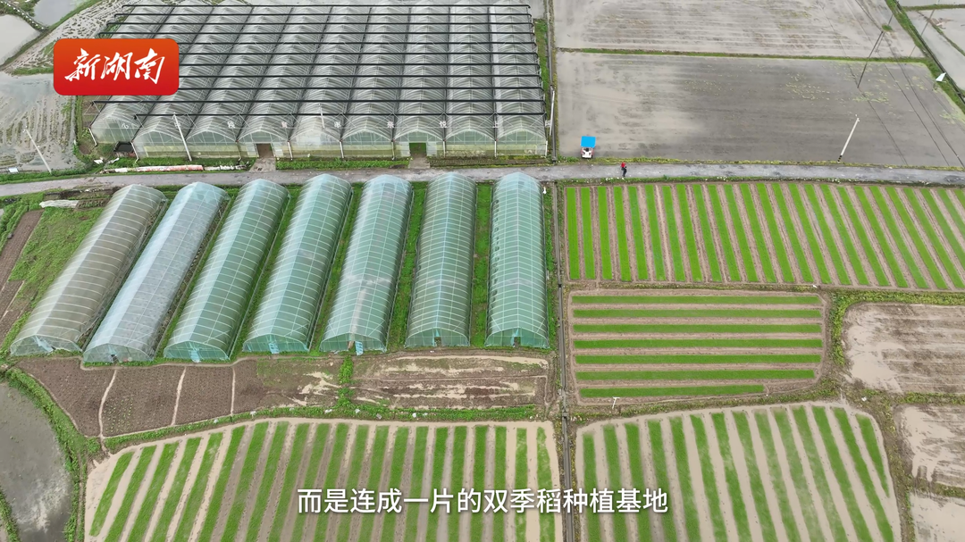 新邵大棚小棚“搭档” 育秧效率高