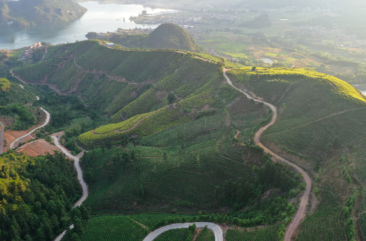 永州11个县市区中，有7个是全省茶叶主产地——湘江源头产好茶 八方远客寻香至