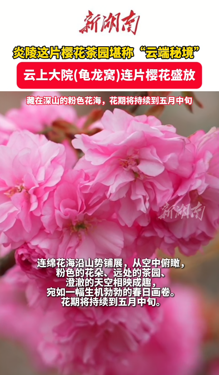 视频 | 炎陵这片樱花茶园堪称“云端秘境”