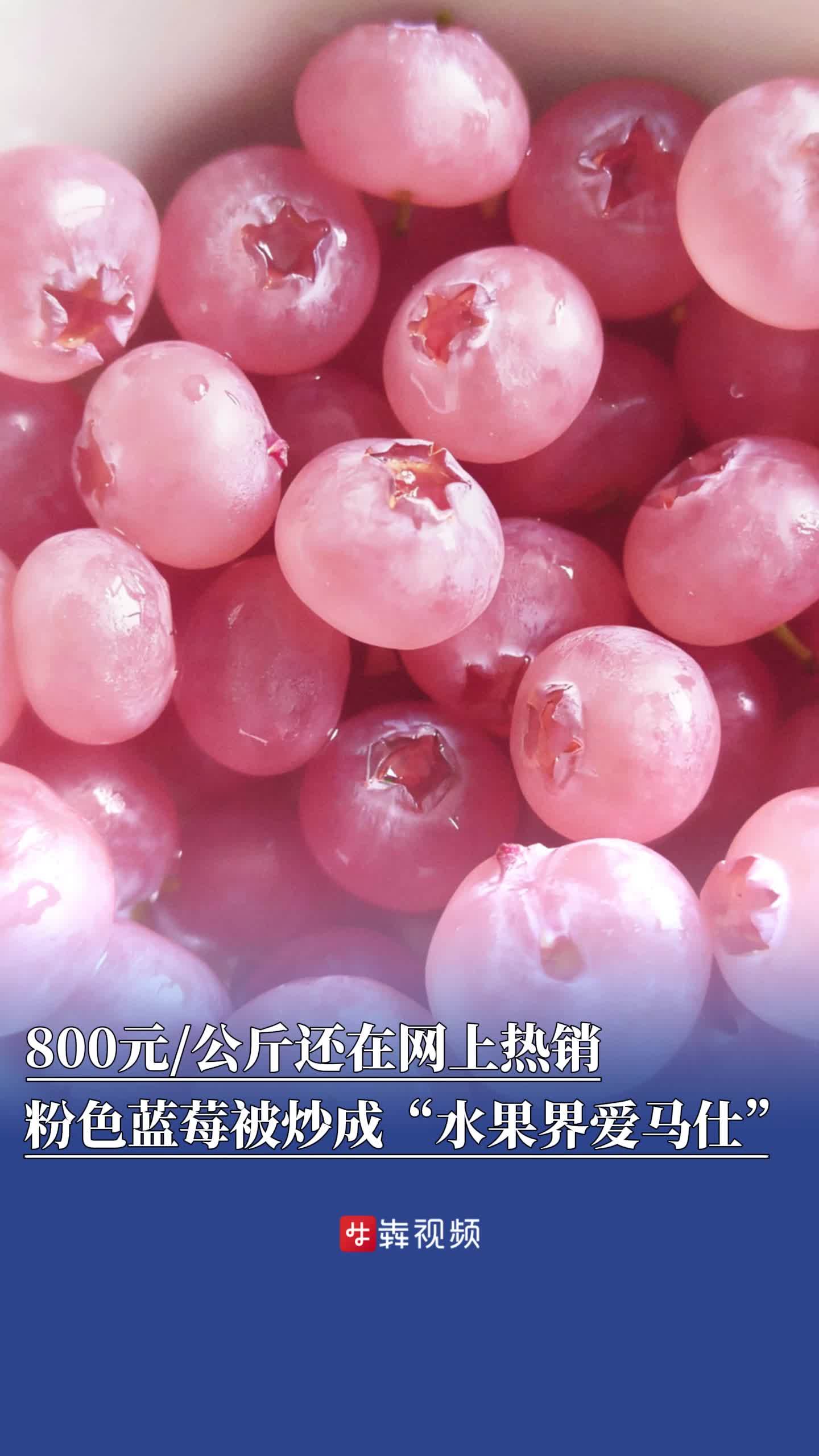 800元/公斤还在网上热销，粉色蓝莓被炒成“水果界爱马仕”