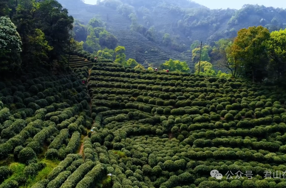 三十而立·岁与君和㊸｜一盏茶里的“新”与“旧”！君山建区三十年茶文创观察
